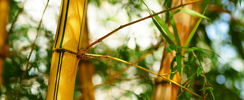 Materiais sustentáveis: plantação de bambu